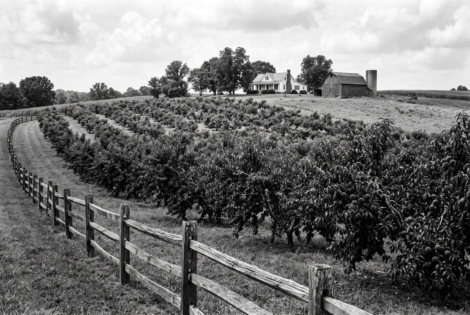 Rolling Alabama farmland with peach orchards and a farmhouse